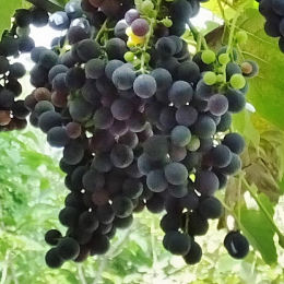 Vine, Strawberry Black